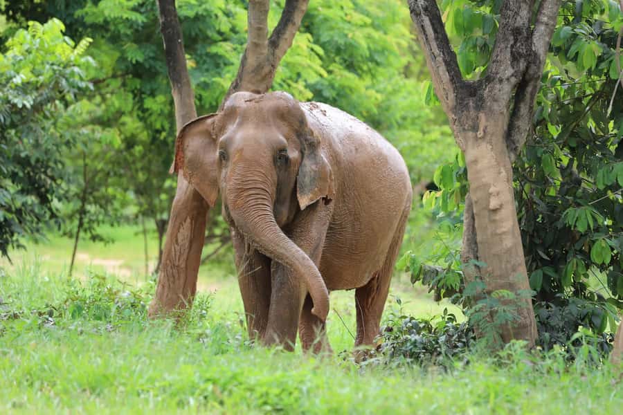 Koh Samui: Ethical Elephant Sanctuary Tour with Buffet Lunch - Key things I’d focus on before you go