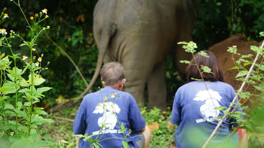 Koh Samui: Half-Day Ethical Elephant Sanctuary with Mud Spa - Mud spa with gentle giants: yes, you get dirty
