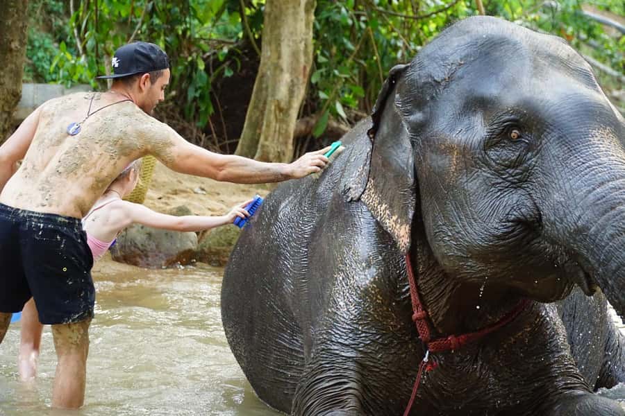 Koh Samui: Half-Day Ethical Elephant Sanctuary with Mud Spa - Price and value: is $80 a fair deal for a half-day?