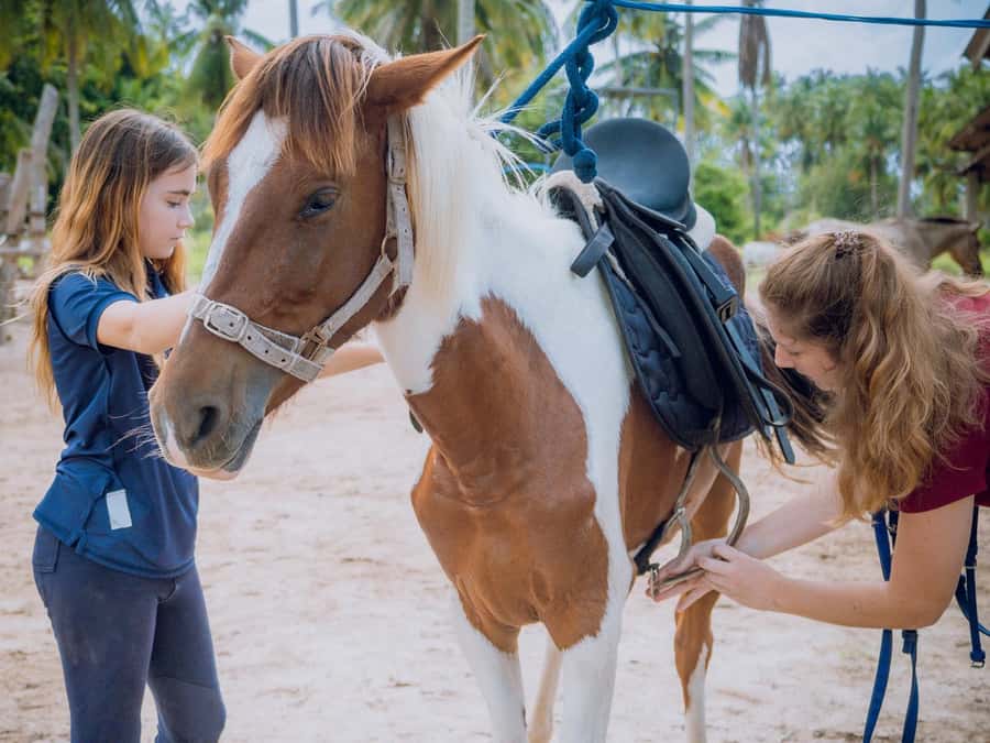 Koh Samui Horse Riding & Beach Trails - Sea riding: exciting, but not for show