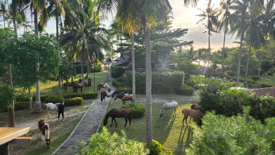 Koh Samui Horse Riding & Beach Trails - Safety and skill checks: how they keep it fun