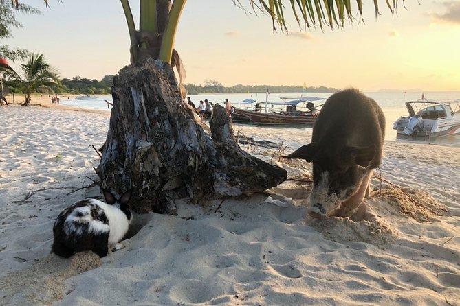 Koh Samui Islands Snorkeling Trip By Speedboat - Koh Madsum beach picnic stop: white sand and a resort next door