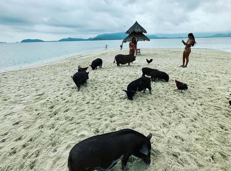 Koh Samui: Jetski Safari, Snorkeling to Pig & Virgin Islands - Pig Island (Koh Mat Sum / Koh Madsum): Cute Pigs, Real Animal Etiquette