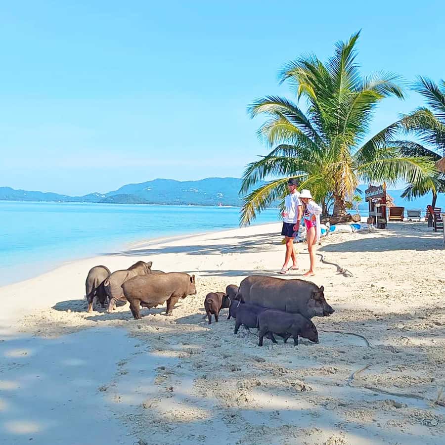 Koh Samui: Koh Mudsum & Koh Tan by Longtail Boat with Lunch - Getting there: 08:15 pickup and Thong Krut pier logistics