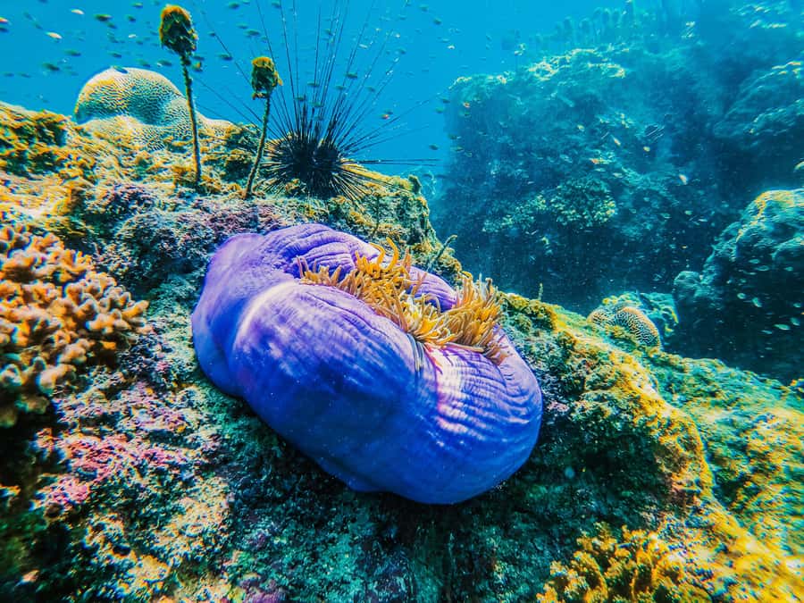 Koh Samui: Koh Tao and Nangyuan Snorkeling Tour with Lunch - Insea Speedboat pier: check-in, safety, and getting your gear sorted
