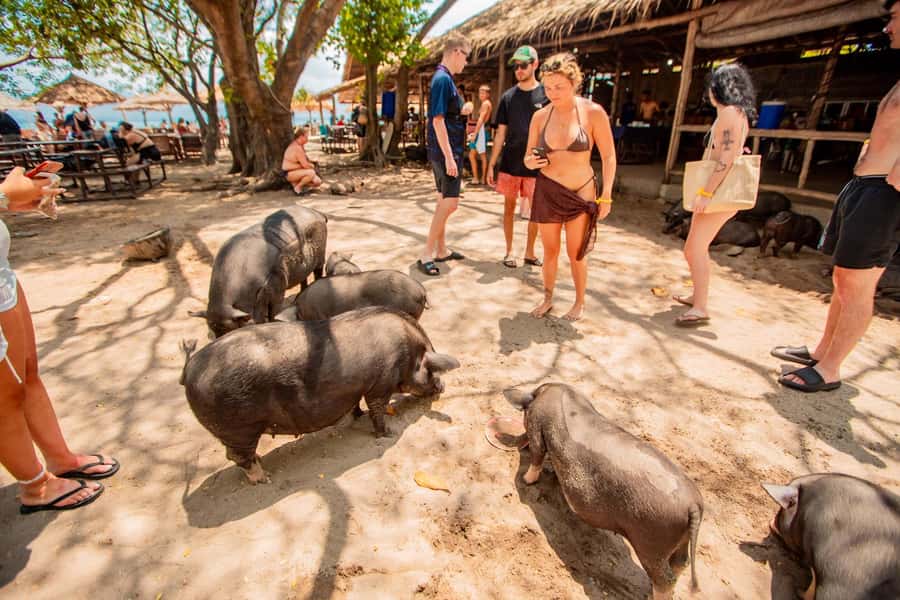 Koh Samui: Pig Island & Koh Tan Speedboat Tour with Lunch - Price and value: what $47 buys you (and what to budget for)
