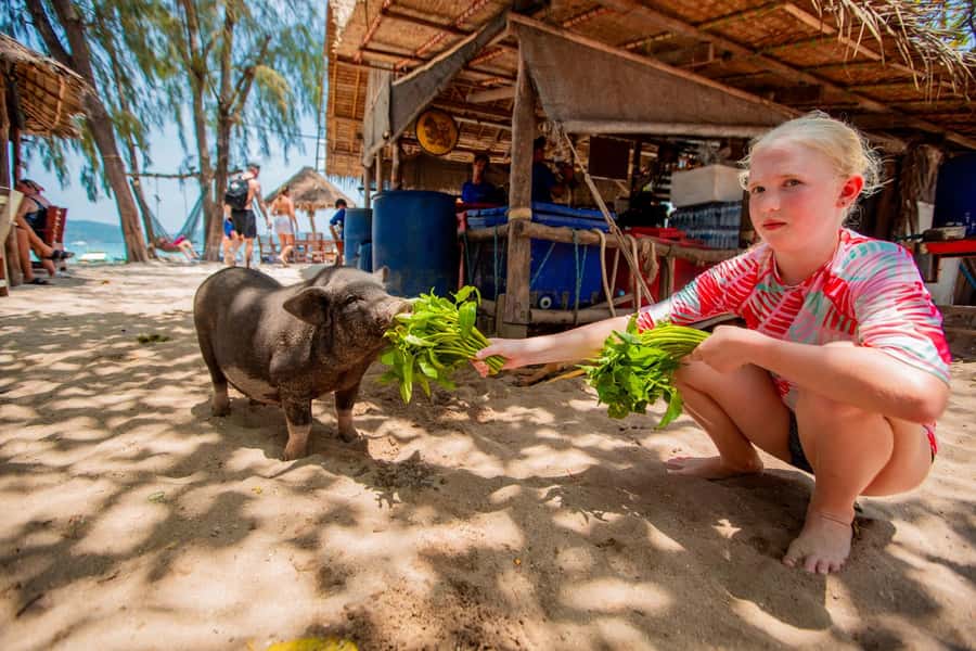 Koh Samui: Pig Island & Koh Tan Speedboat Tour with Lunch - Koh Taen stop: snorkeling plus quick scenic moments