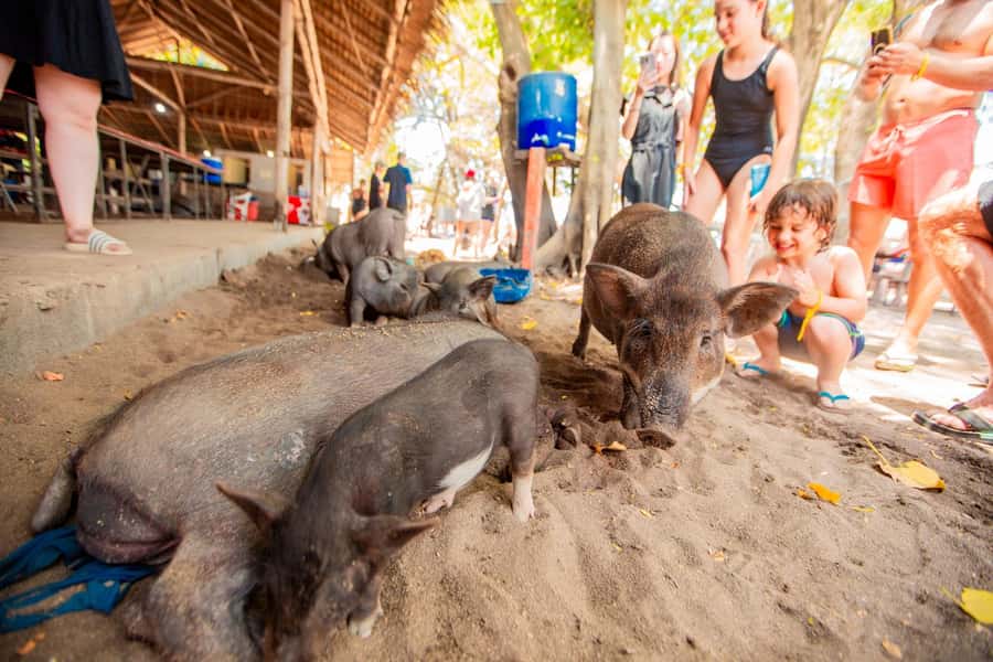Koh Samui: Pig Island & Koh Tan Speedboat Tour with Lunch - What’s included, what’s extra, and how to avoid the day going sideways