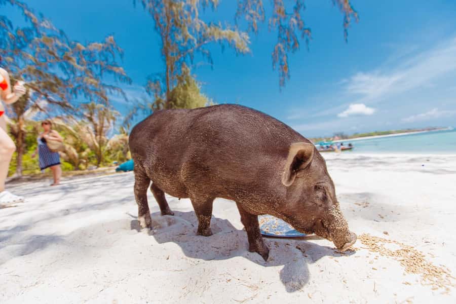 Koh Samui: Pig Island Private Longtail Boat Tour - Price, extras, and what this tour gives you for $107