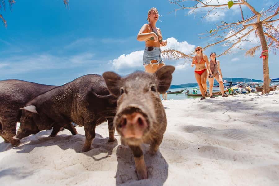 Koh Samui: Pig Island Private Longtail Boat Tour - Where this tour fits best (and who should skip it)