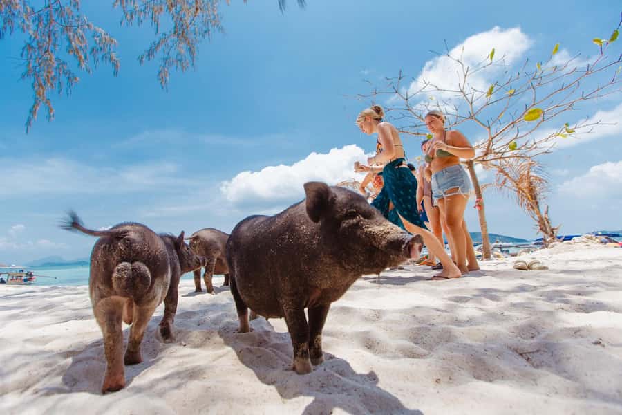 Koh Samui: Pig Island Private Longtail Boat Tour - Logistics that can make or break the day