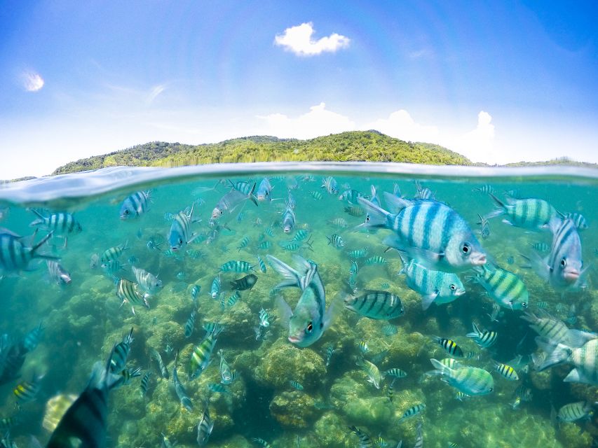 Koh Samui: Pig Island Tour by Speedboat with Snorkeling - Key things you’ll actually care about
