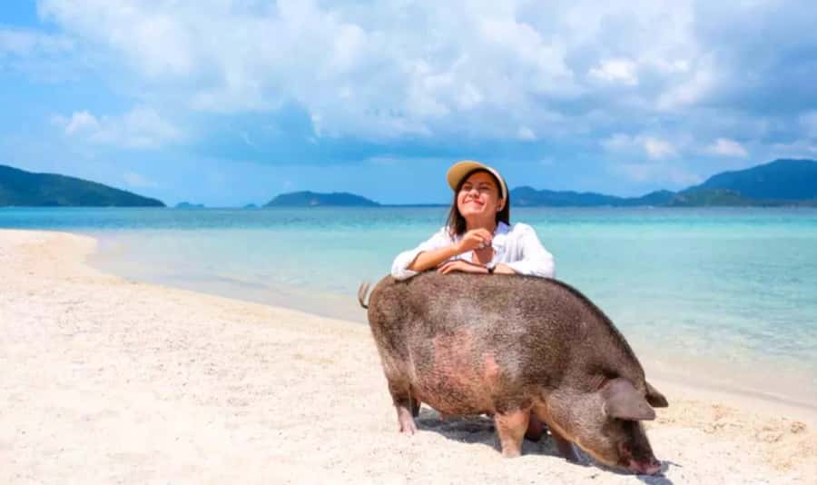 Koh Samui: Pink Dolphin, Pig Island, and Snorkeling Day Trip - Key takeaways before you go