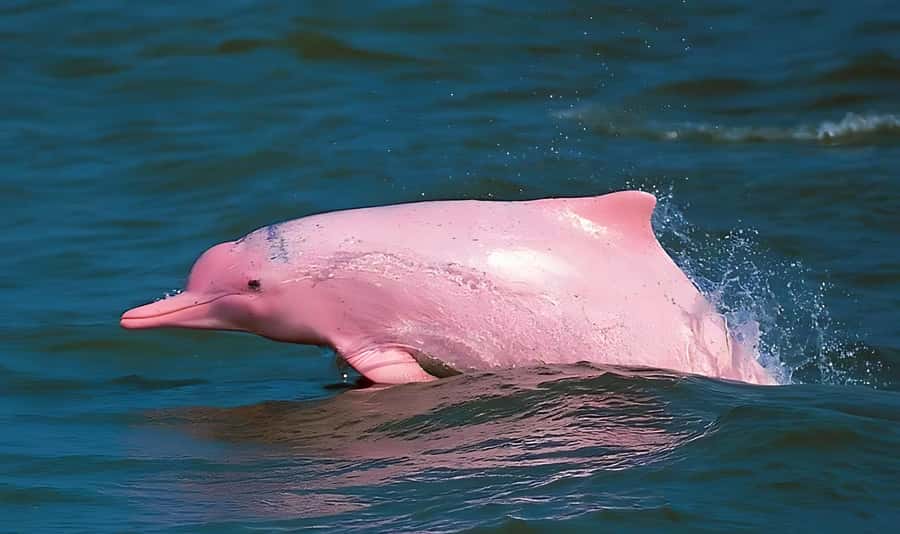 Koh Samui: Pink Dolphin, Pig Island, and Snorkeling Day Trip - Pink Dolphins, Pancake Rock, and Pig Island in One Long Day