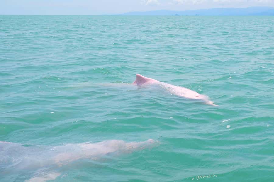 Koh Samui: Pink Dolphin, Pig Island, and Snorkeling Day Trip - Khanom Beach Lunch and Swim Break