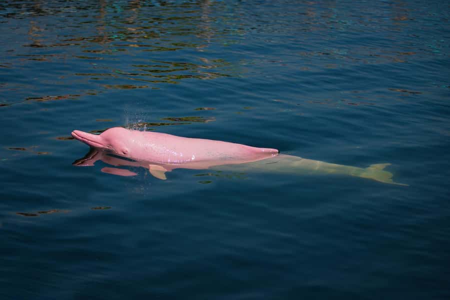 Koh Samui: Pink Dolphin, Pig Island, and Snorkeling Day Trip - What’s Included, What Costs Extra, and What You Should Pack
