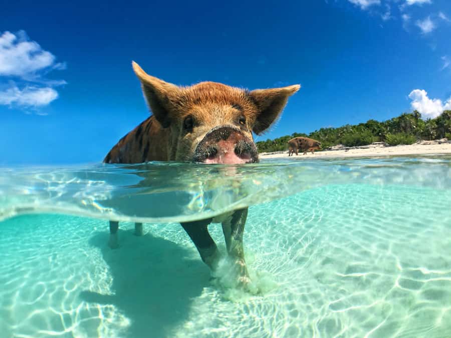 Koh Samui: Pink Dolphin, Pig Island, and Snorkeling Day Trip - Getting There: Koh Samui Pickup and Speedboat Time