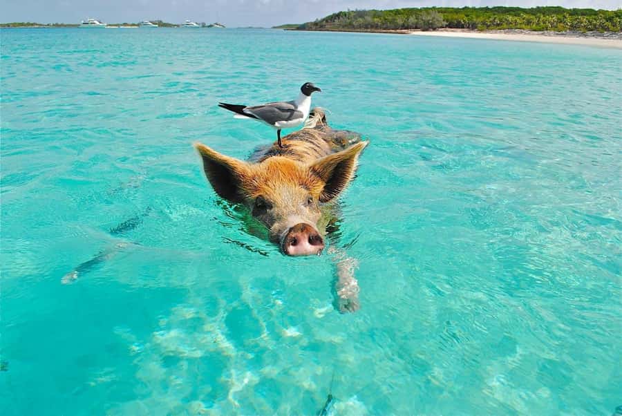 Koh Samui: Pink Dolphin Watching & Snorkeling Tour - How the day runs: pickup, speedboat legs, and timing