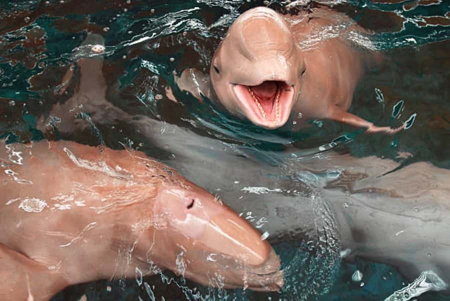 Koh Samui: Pink Dolphin Watching & Snorkeling Tour - Koh Tan snorkeling: gear included, but visibility is your real variable