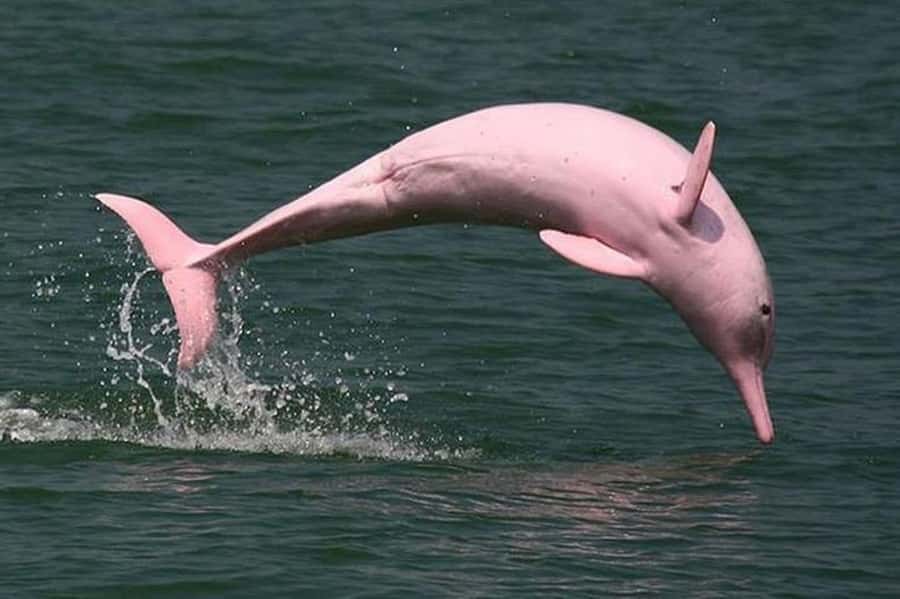 Koh Samui: Pink Dolphin Watching & Snorkeling Tour - Price and value: $71 makes sense if dolphins happen