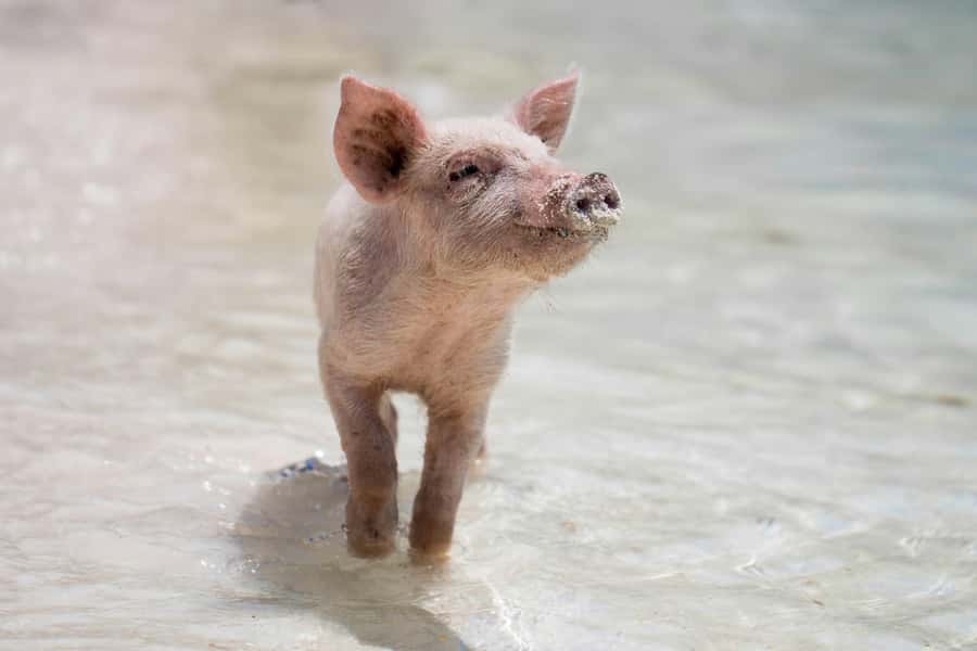 Koh Samui: Pink Dolphin Watching & Snorkeling Tour - What to bring (and what to skip) so the day stays fun