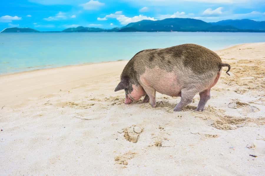 Koh Samui: Private Island Hopping Boat Tour - Quick take: what’s worth your time