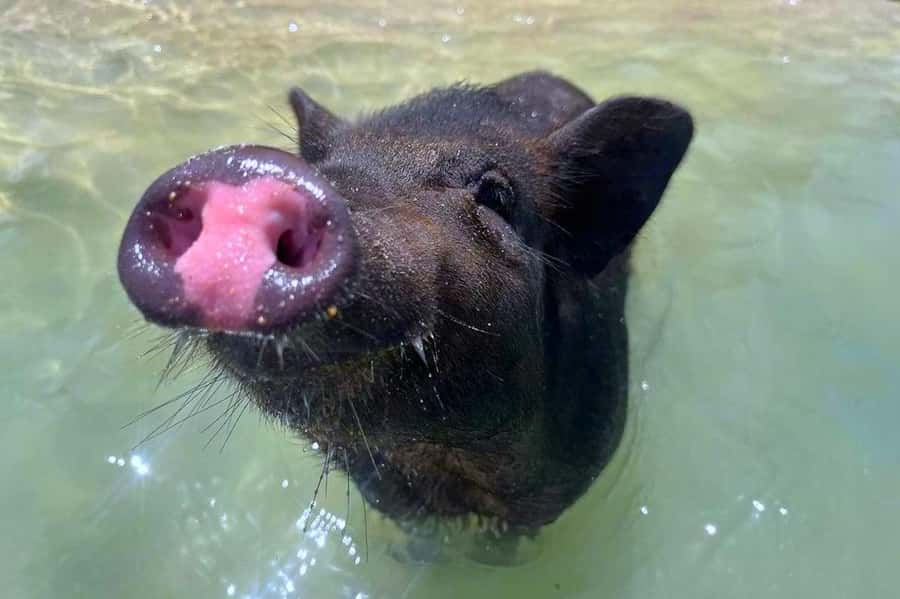 Koh Samui: Private Longtail Boat to Pig Island with Snorkel - Key Things I’d Watch For Before You Go