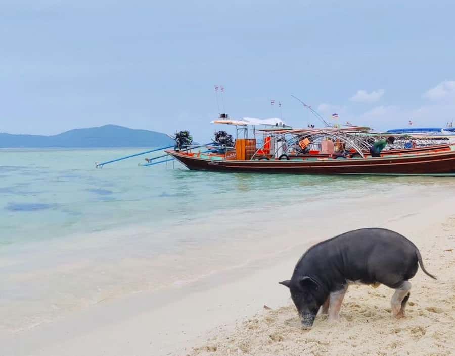 Koh Samui: Private Longtail Boat to Pig Island with Snorkel - What the Swim Time Feels Like (More Than Just Photos)