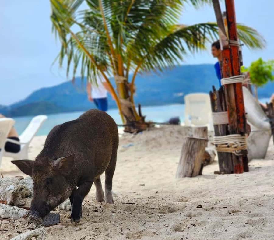 Koh Samui: Private Longtail Boat to Pig Island with Snorkel - Snorkeling vs. Pig Time: How to Choose Your Priority