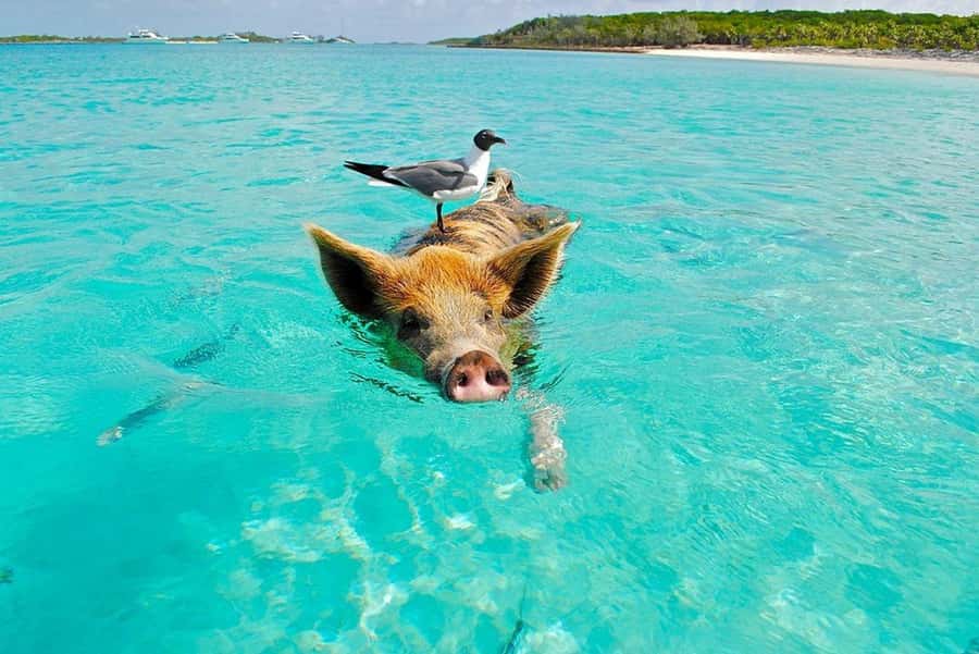 Koh Samui: Private Speedboat Tour to Koh Madsum and Koh Tan - Koh Tan: snorkeling with fish and coral, plus real beach time