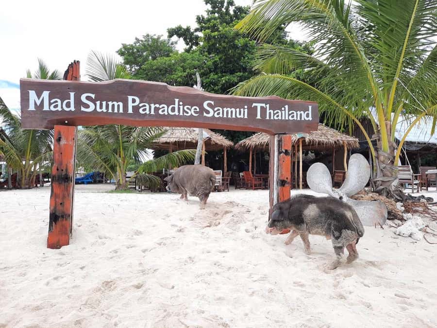 Koh Samui: Sunset Pig Island and Snorkeling Koh Tan w/Dinner - Kayaking reality: when it runs and when it doesn’t