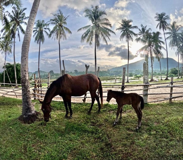 Koh Samui: Sunset Trail Horse Riding on The Beach - Guide Style and the Comfort Factor
