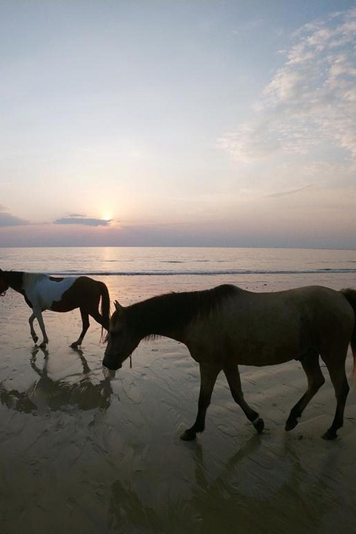 Koh Samui: Sunset Trail Horse Riding on The Beach - Getting Help on the Horse: Solo Riding Is an Option for Some