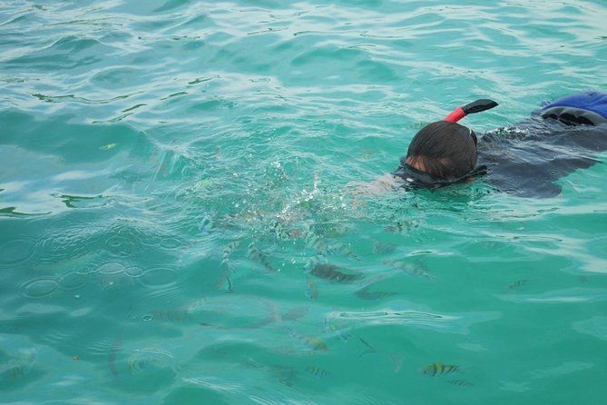 Koh Tan and Koh Madsum Snorkeling Trip By Speedboat From Koh Samui - How this Koh Tan and Pig Island trip actually feels