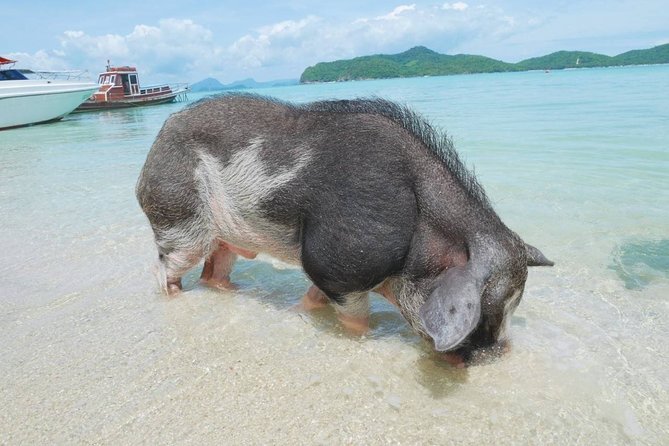 Koh Tan and Koh Madsum Snorkeling Trip By Speedboat From Koh Samui - The speedboat ride: quick, scenic, and sometimes eventful