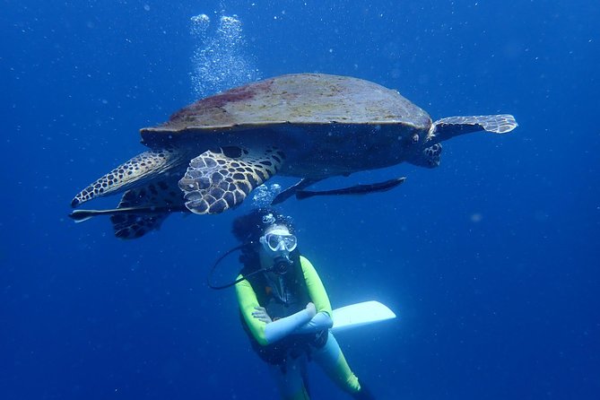 Koh Tao 2-Dive Day Trip from Koh Samui for certified divers - Key highlights to look forward to