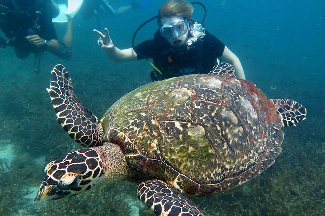 Koh Tao 2-Dive Day Trip from Koh Samui for certified divers - Morning flow: pickup, gear check, and the speedboat departure