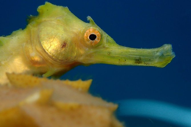 Koh Tao 2-Dive Day Trip from Koh Samui for certified divers - Chumphon Pinnacle, Mango Bay, Shark Island: what to expect underwater