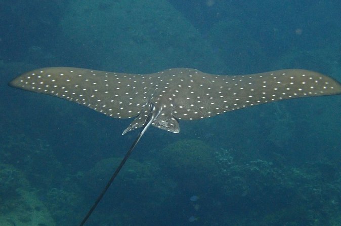 Koh Tao 2-Dive Day Trip from Koh Samui for certified divers - Who this Koh Tao 2-session trip suits best (and who should reconsider)