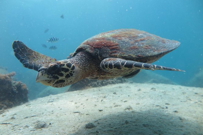Koh Tao 2-Dive Day Trip from Koh Samui for certified divers - Price and what you actually get for $187.43