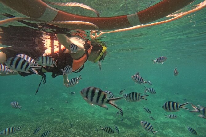 Koh Tao and Koh Nang Yuan Speedboat Tour from Koh Phangan - Stop 2: Koh Tao snorkeling window and reef spotting