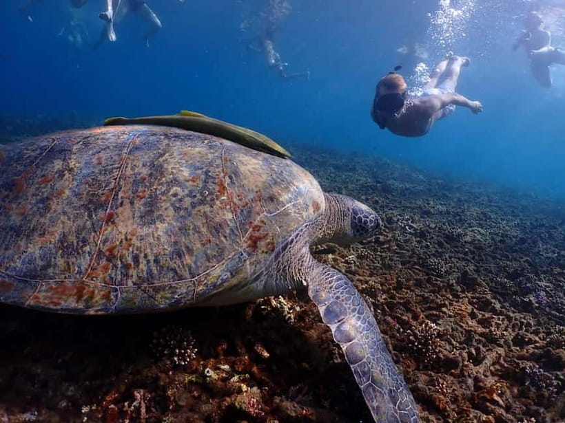 Koh Tao: Golden Hour Getaway – Your Late Start to Paradise - Koh Nangyuan: Sandbar Walk Plus Summit Views (And Yes, There Can Be Lines)