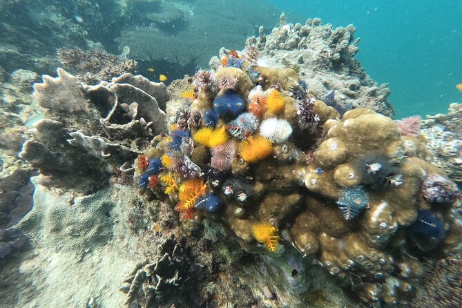 Koh Tao & Koh Nang Yuan Snorkeling Tour by Speed Boat from Samui - Price and Value: What $61.52 Buys (and What Doesn’t)