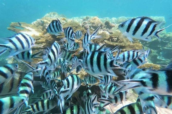 Koh Tao & Koh Nangyuan by Speed Boat (Snorkeling trip from Koh Samui) - Timing and pacing: what an 8-hour loop really feels like