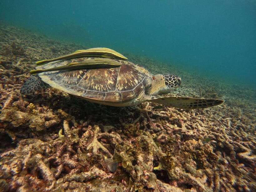 Koh Tao: Koh Nangyuan & Hidden Bays Snorkeling Tour w/ Lunch - What the guides actually do (and why it matters)