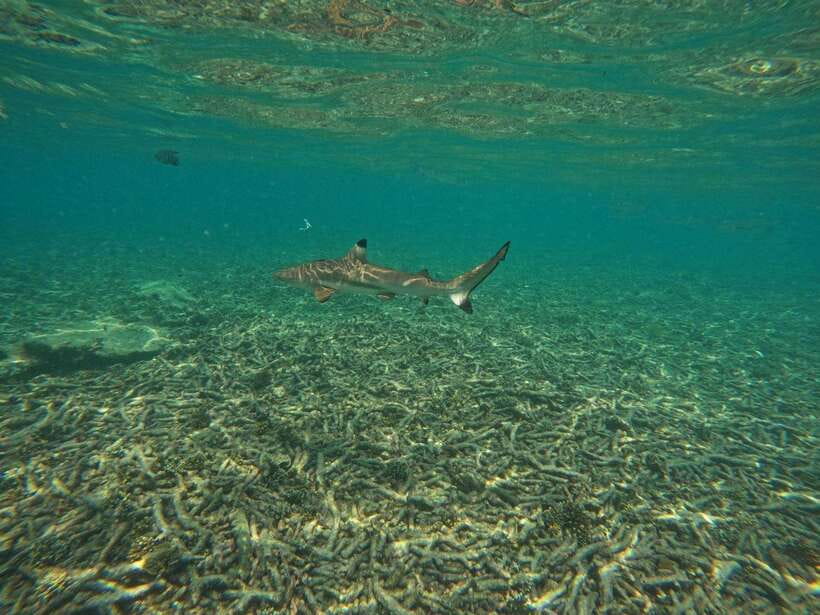 Koh Tao: Koh Nangyuan & Hidden Bays Snorkeling Tour w/ Lunch - Free underwater photos: why you’ll probably want them