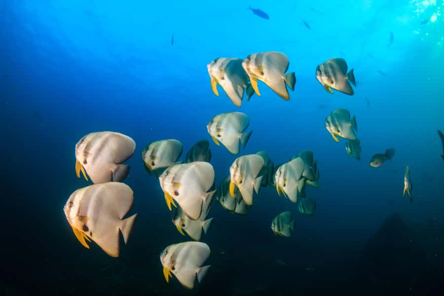 Koh Tao: PADI Premium Open Water Diver Course - 17:30 Orientation: paperwork, gear try-on, and e-learning in your language