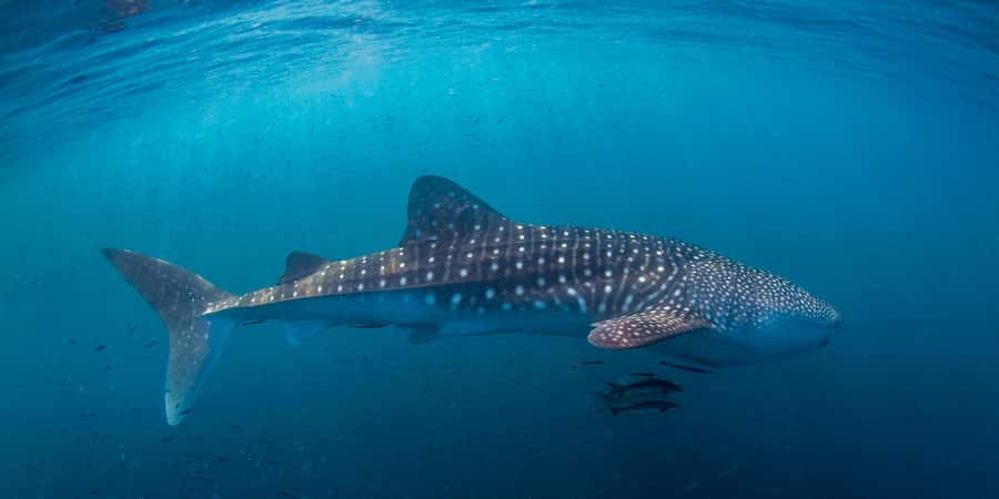 Koh Tao: PADI Premium Open Water Diver Course - Instructors and small-group safety: David, Ana, Irene, Nick, and Les