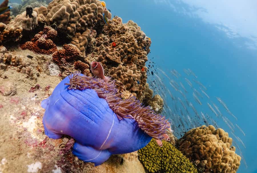 Koh Tao: PADI Premium Open Water Diver Course - Health notes you must take seriously (swimming test, conditions, and the flight rule)