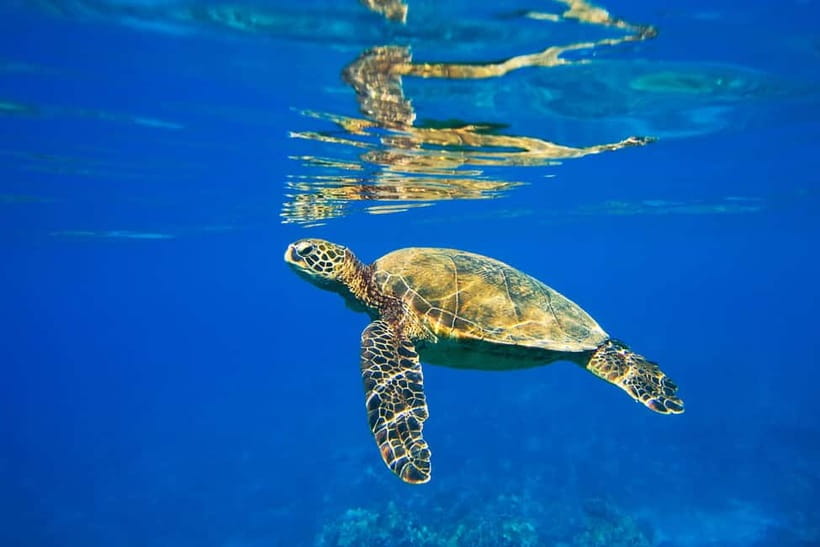 Koh Tao: PADI Try Diving Experience - Koh Tao reef time without the pressure: what makes this day work